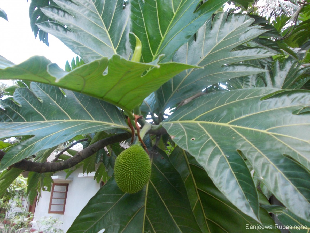 Artocarpus camansi Blanco